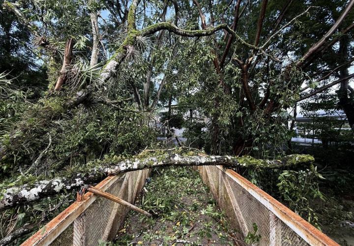 Cierran acceso al puente de Las Brisas por caída de árbol en Matlapa