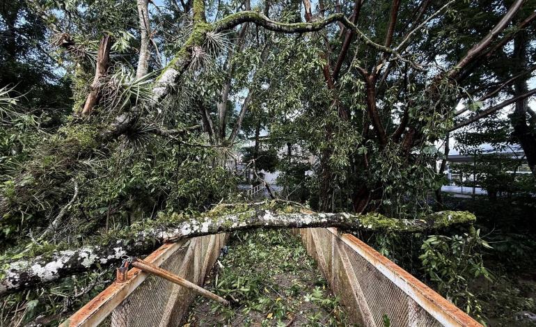 Cierran acceso al puente de Las Brisas por caída de árbol en Matlapa
