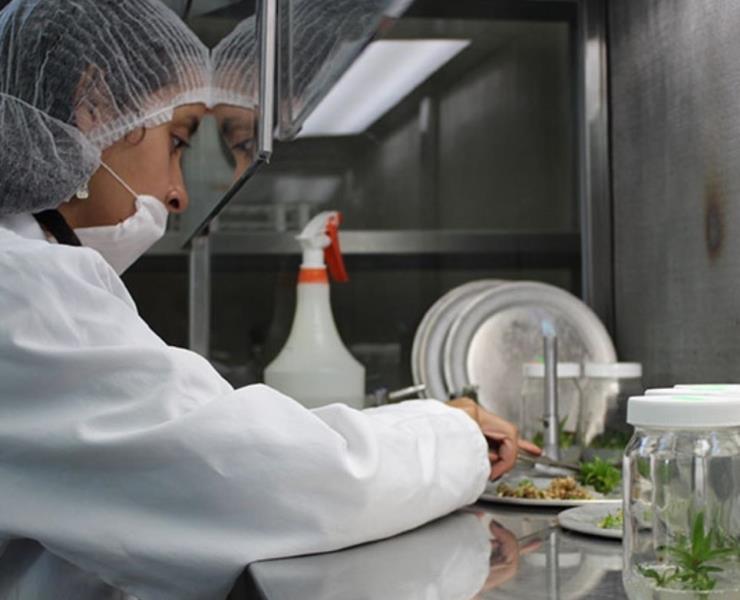 Amenazado cultivo  de plantas "in vitro"

