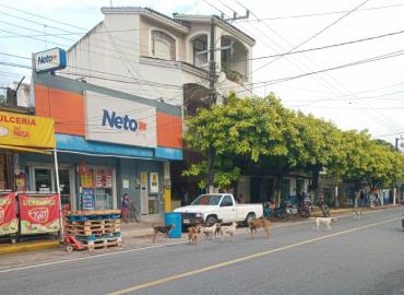 Jaurías invaden calles de Matlapa