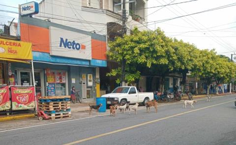 Jaurías invaden calles de Matlapa
