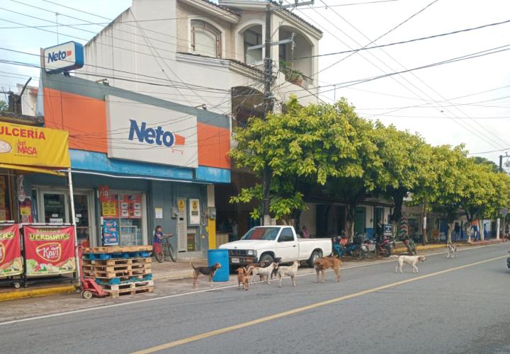 Jaurías invaden calles de Matlapa
