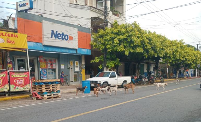 Jaurías invaden calles de Matlapa