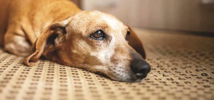 Plaga mortal en perros y gatos Plaga mortal en perros y gatos