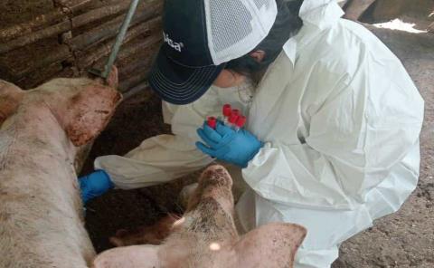 Realizan toma de muestras en cerdos para prevenir enfermedades porcinas