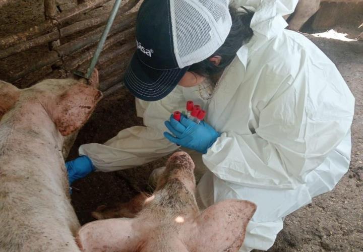 Realizan toma de muestras en cerdos para prevenir enfermedades porcinas