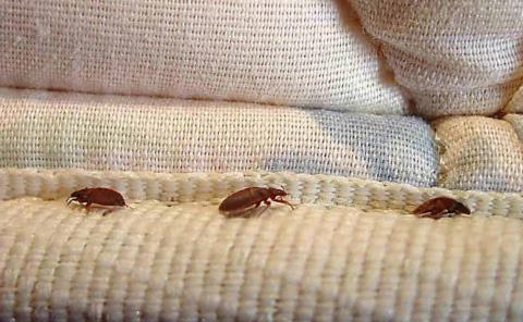 Plaga de ´chinches´ por el intenso calor
