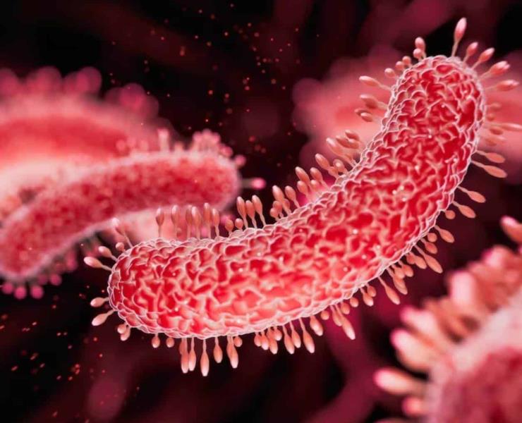 Peligrosa bacteria en shampoo      

