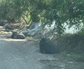 Generaron basurero  ilegal en cementerio