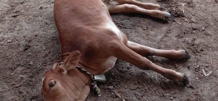 Reportan un brote de rabia paralítica Reportan un brote de rabia paralítica
