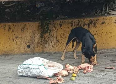 Desechos cárnicos no deben ser arrojados a contenedores