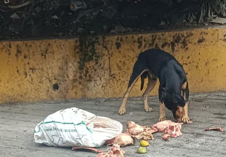 Desechos cárnicos no deben ser arrojados a contenedores