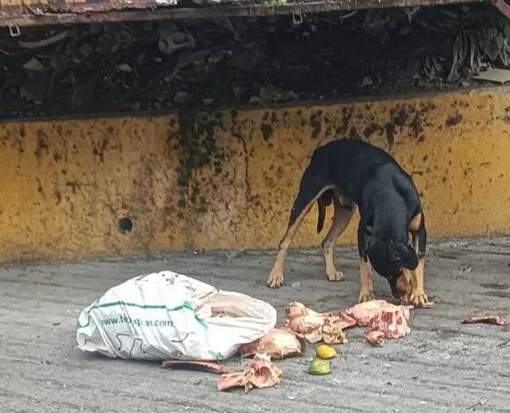 Desechos cárnicos no deben ser arrojados a contenedores