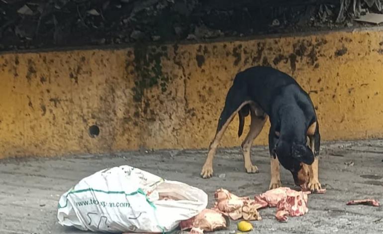 Desechos cárnicos no deben ser arrojados a contenedores