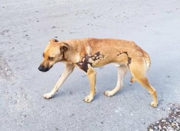 Llaman a proteger a mascotas por fuertes tormentas