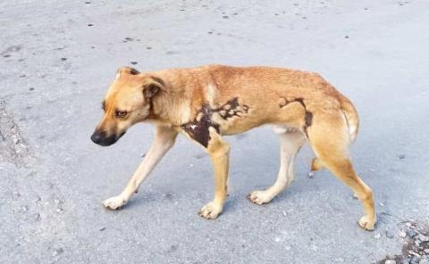Llaman a proteger a mascotas por fuertes tormentas
