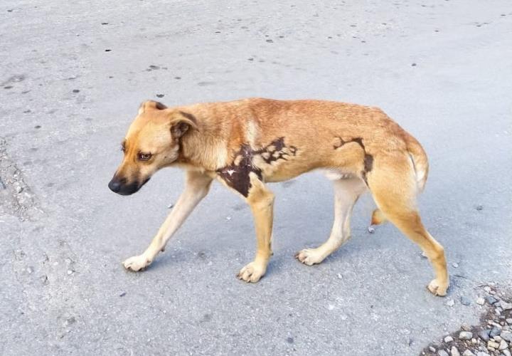 Llaman a proteger a mascotas por fuertes tormentas