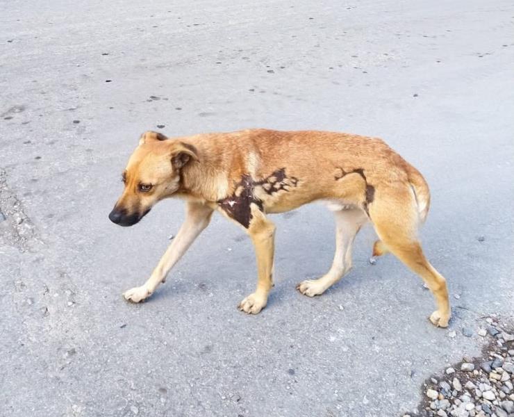 Llaman a proteger a mascotas por fuertes tormentas