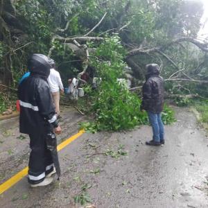 Árbol aplastó Urvan