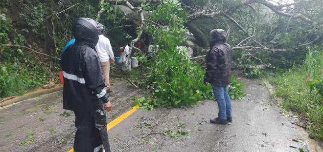 Árbol aplastó Urvan