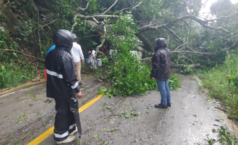 Árbol aplastó Urvan