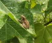 Lluvias generan el retorno de anfibios