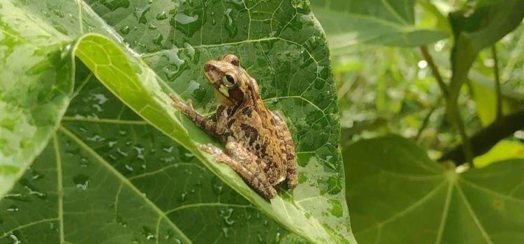 Lluvias generan el retorno de anfibios