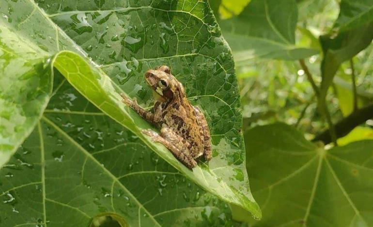 Lluvias generan el retorno de anfibios