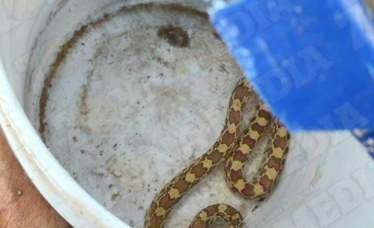 Aparecen víboras en zonas urbanas 