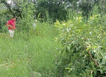 Limpieza en predios evitará propagación de enfermedades