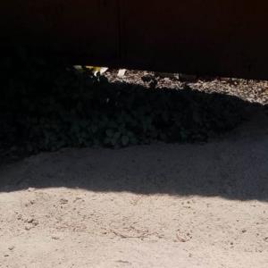 Agropecuaria esparce  "desechos" en la calle
