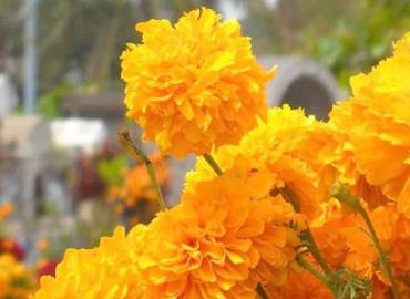 Ponen en riesgo producción de flor de cempasúchil