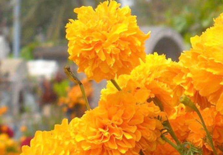 Ponen en riesgo producción de flor de cempasúchil