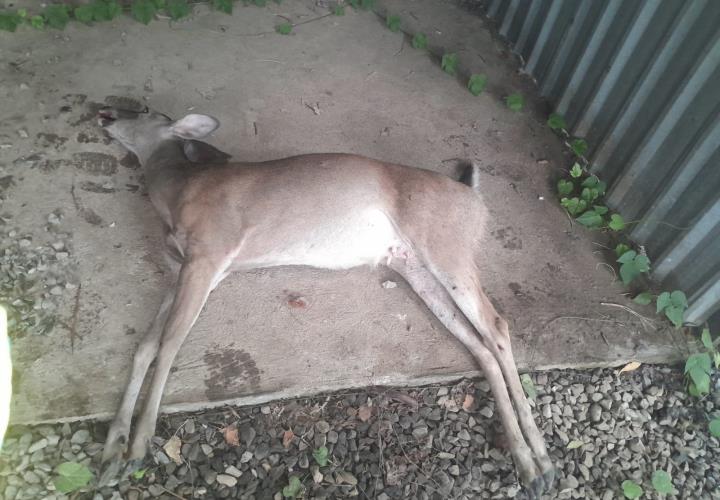 Muere venadita atacada por perros en Tamazunchale