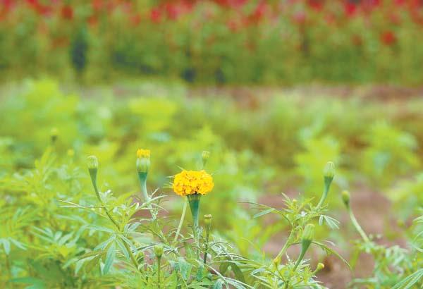 Preocupan a campesinos de Matlapa afectaciones en flor de cempasúchil