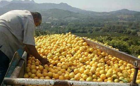 Inicia temporada citrícola con producción de naranja March