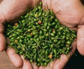 Chile piquín alcanza hasta los 400 pesos