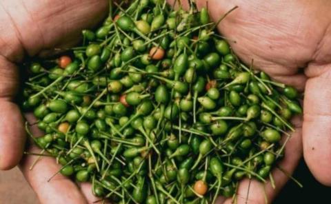 Chile piquín alcanza hasta los 400 pesos
