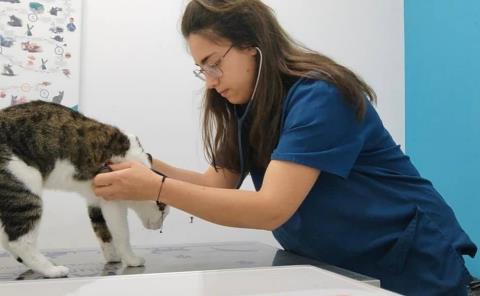 Lanzan jornada de consultas para mascotas en Matlapa