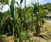 Milpa y maíz en peligro