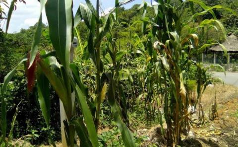 
Milpa y maíz en peligro
