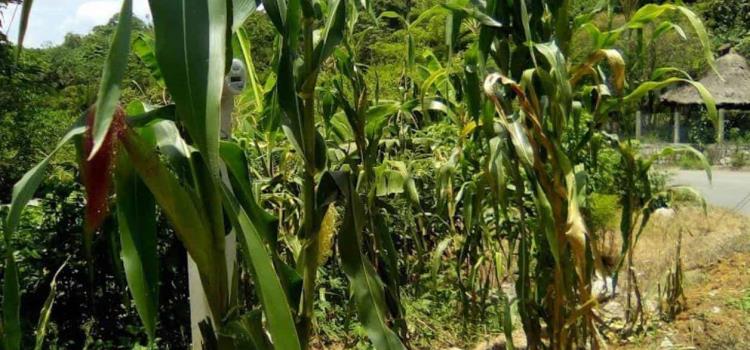 Milpa y maíz en peligro
