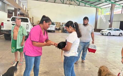 Mascotas domésticas a vacunación antirrábica