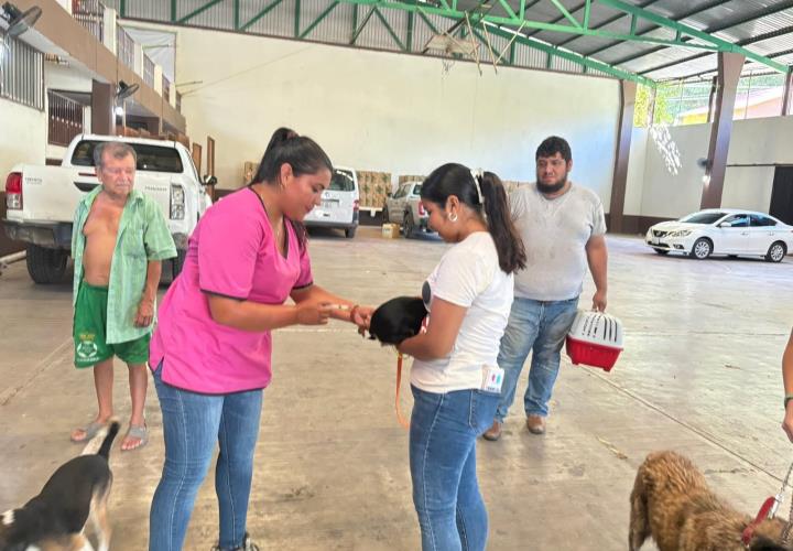 Mascotas domésticas a vacunación antirrábica