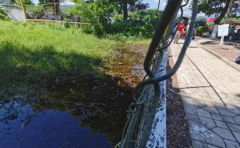 Piden fumigaciones por exceso de predios enmontados
