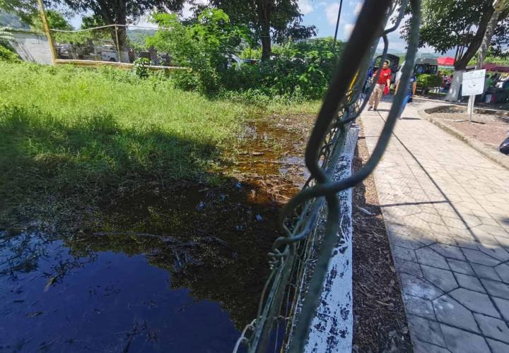 Piden fumigaciones por exceso de predios enmontados