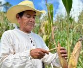 El maíz: alma, tradición y sustento de la Huasteca