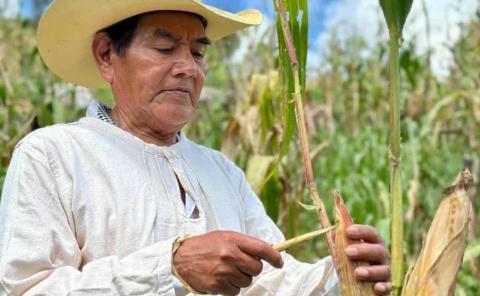 El maíz: alma, tradición y sustento de la Huasteca
