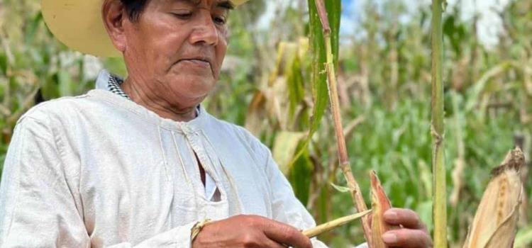 El maíz: alma, tradición y sustento de la Huasteca