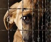 Maltratar animales saldrá caro